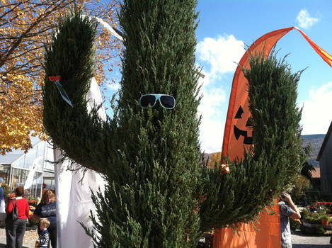 Sunglasses on a Shrub Shaped like a Cactus