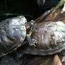 Turtles 2