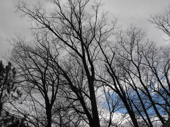 Barren Winter Trees