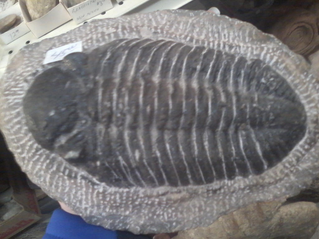 So Cool Trilobite