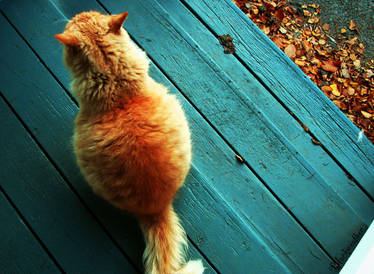 The Autumn Cat