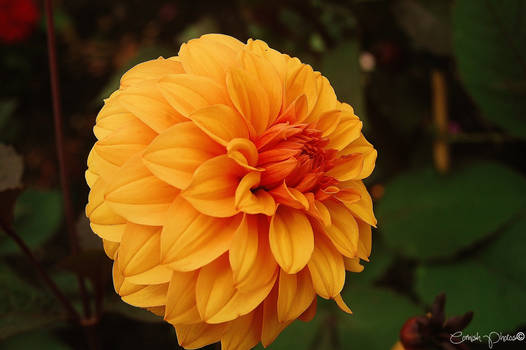 Eden Project Flowers