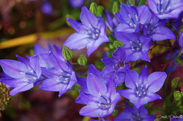 Eden Project Flowers