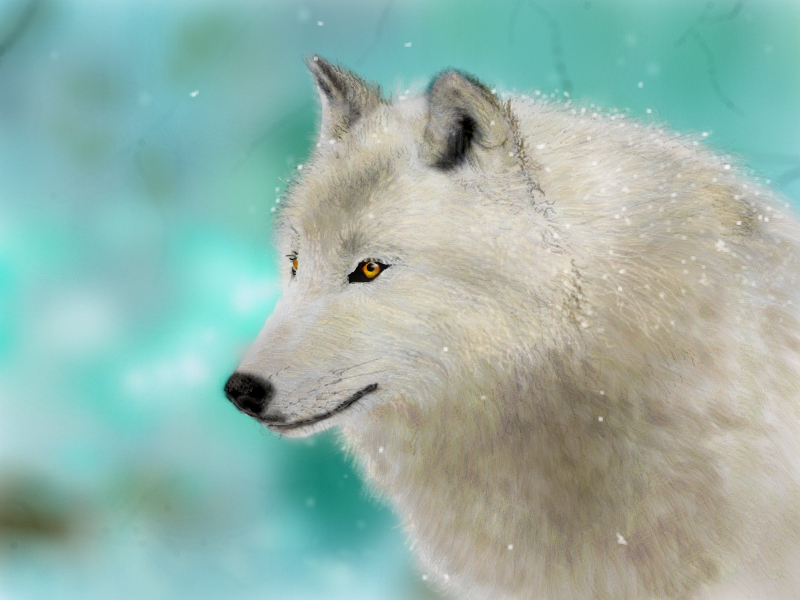 Arctic Wolf