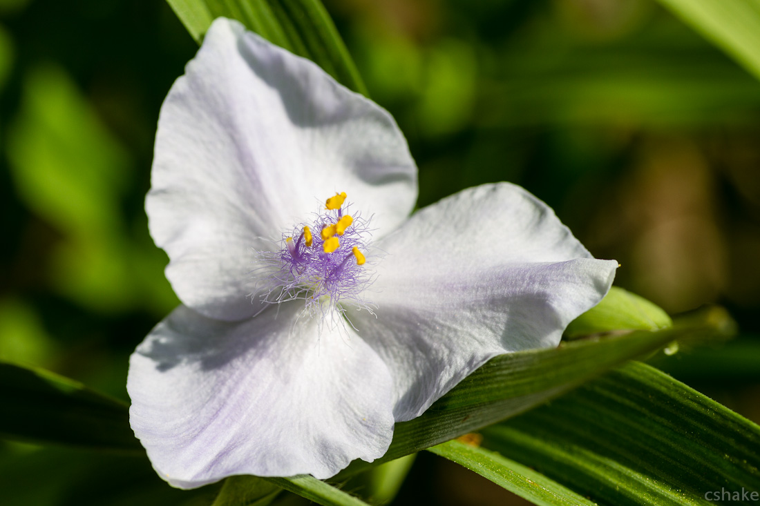 Spiderwort II