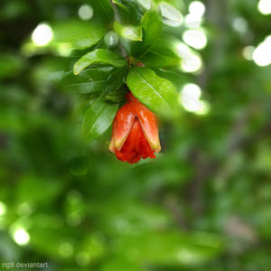 Pomegranate Tree Flowers