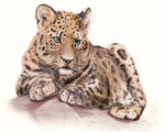 Leopard Study by Eliket