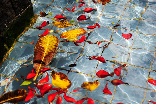 floating leaves