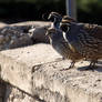 Quail hanging on a wall