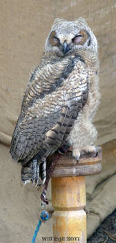 Baby owl 'Artemis' at Valhalla Ren Faire 2011