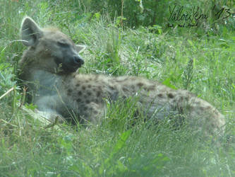 Hyena taking a nap