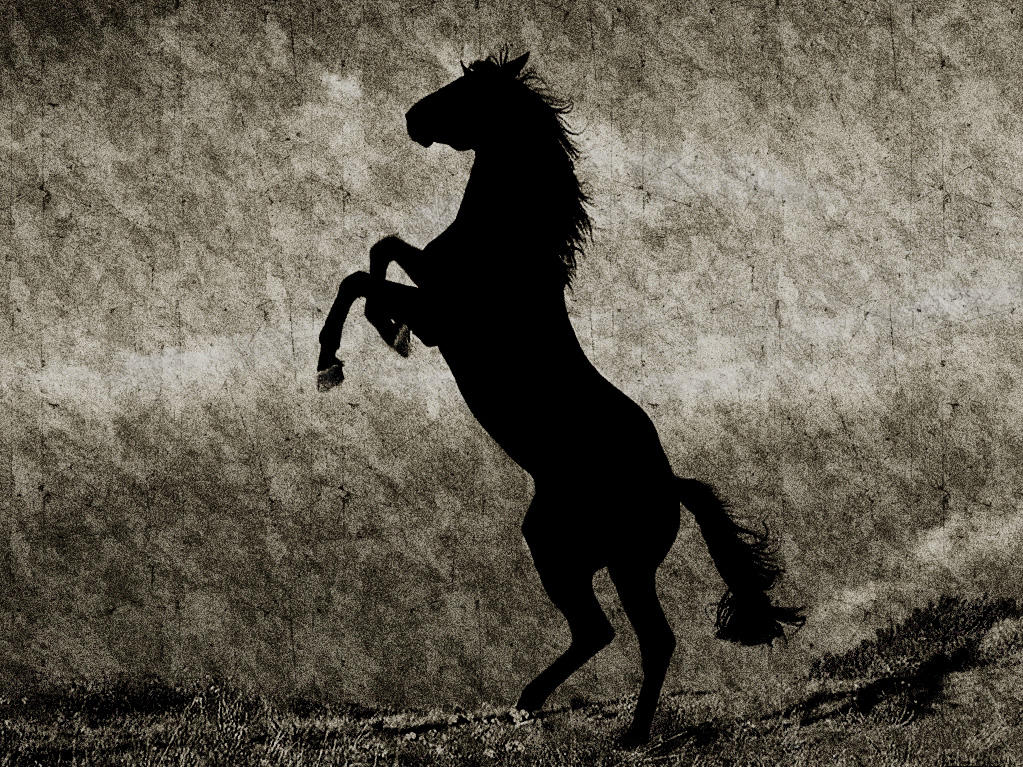 Лошадь на черном фоне. Темная лошадка. Черный конь. Конь на черном фоне.