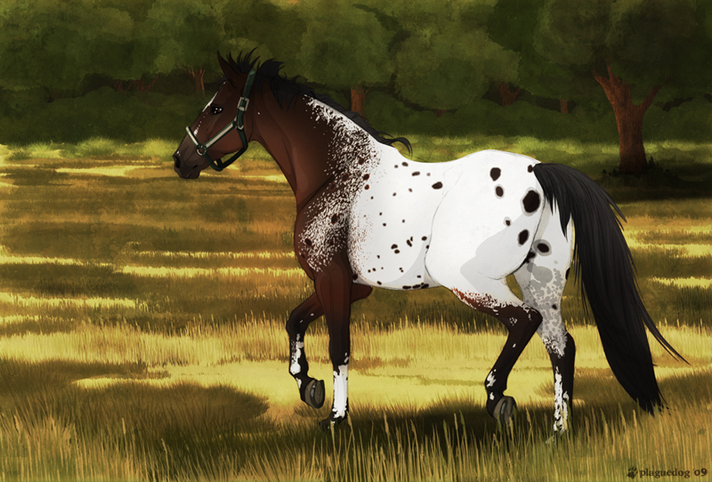 Appaloosa