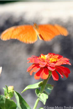 Mariposa al vuelo