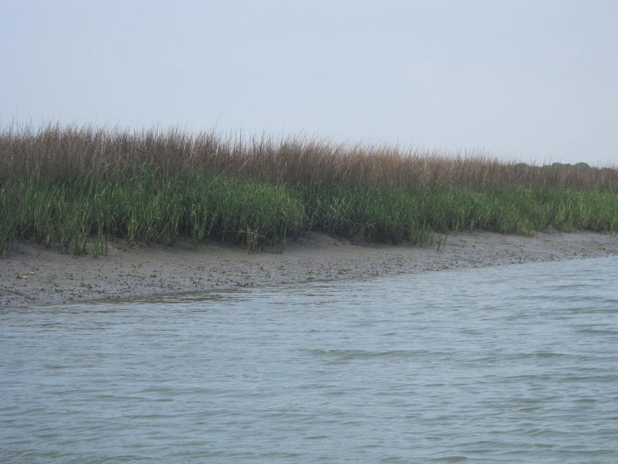 Marsh by ThePurpleLion on DeviantArt