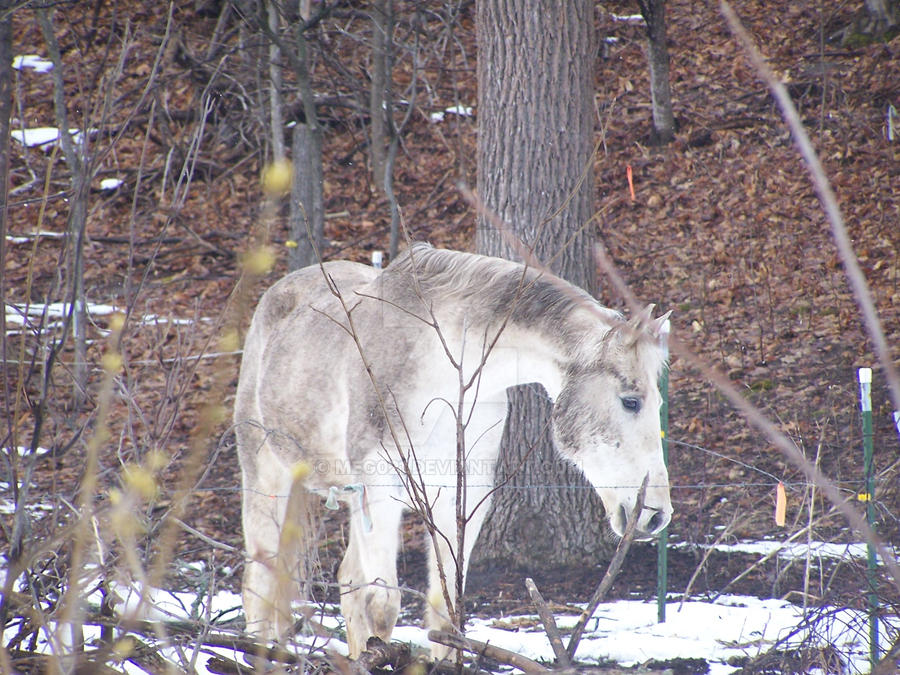 sexy pony