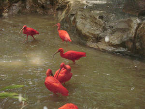 Scarlet Ibis