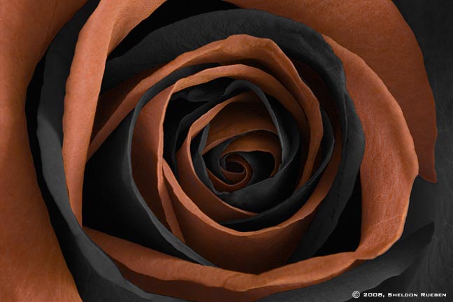 Rose orange and black