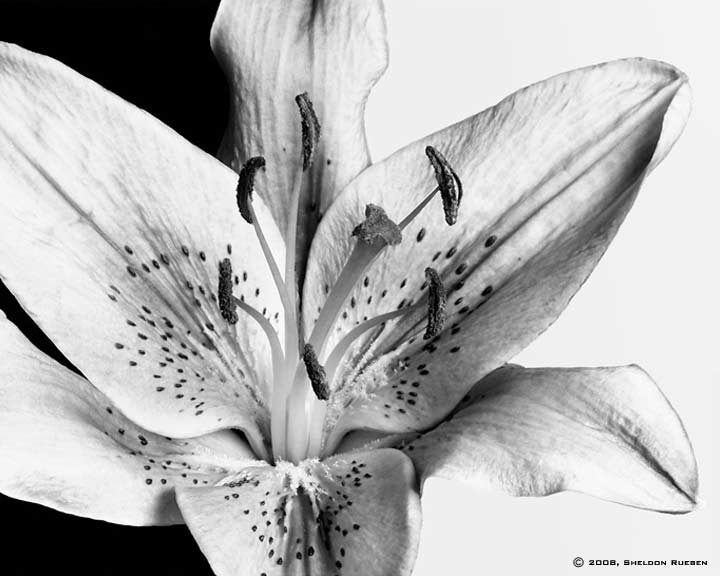 Black n' White Lily