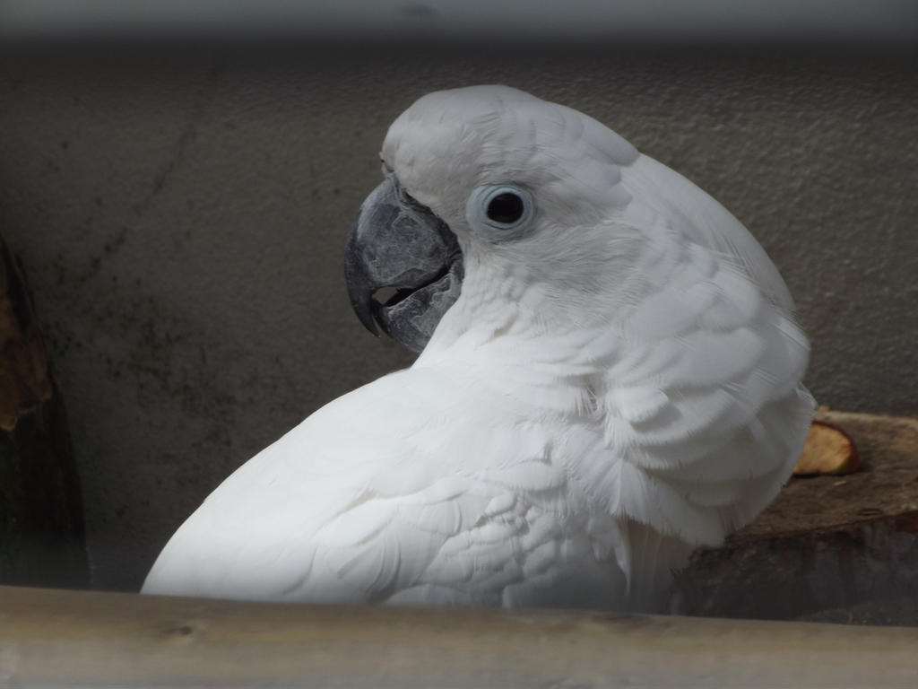 White Parrot 1