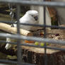 White Parrot 2