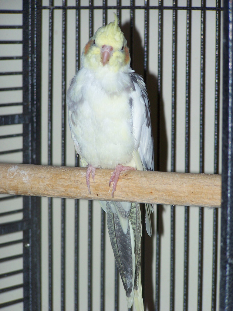 Cockatiel 3