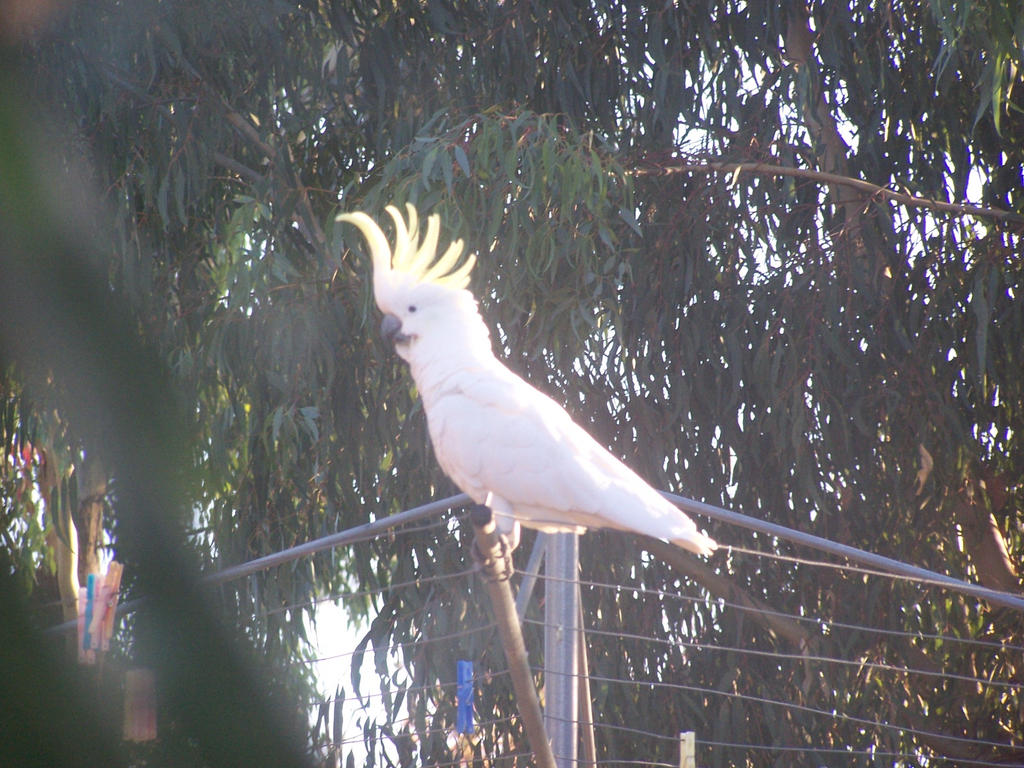 Sulpher Crested Cockatoo 2