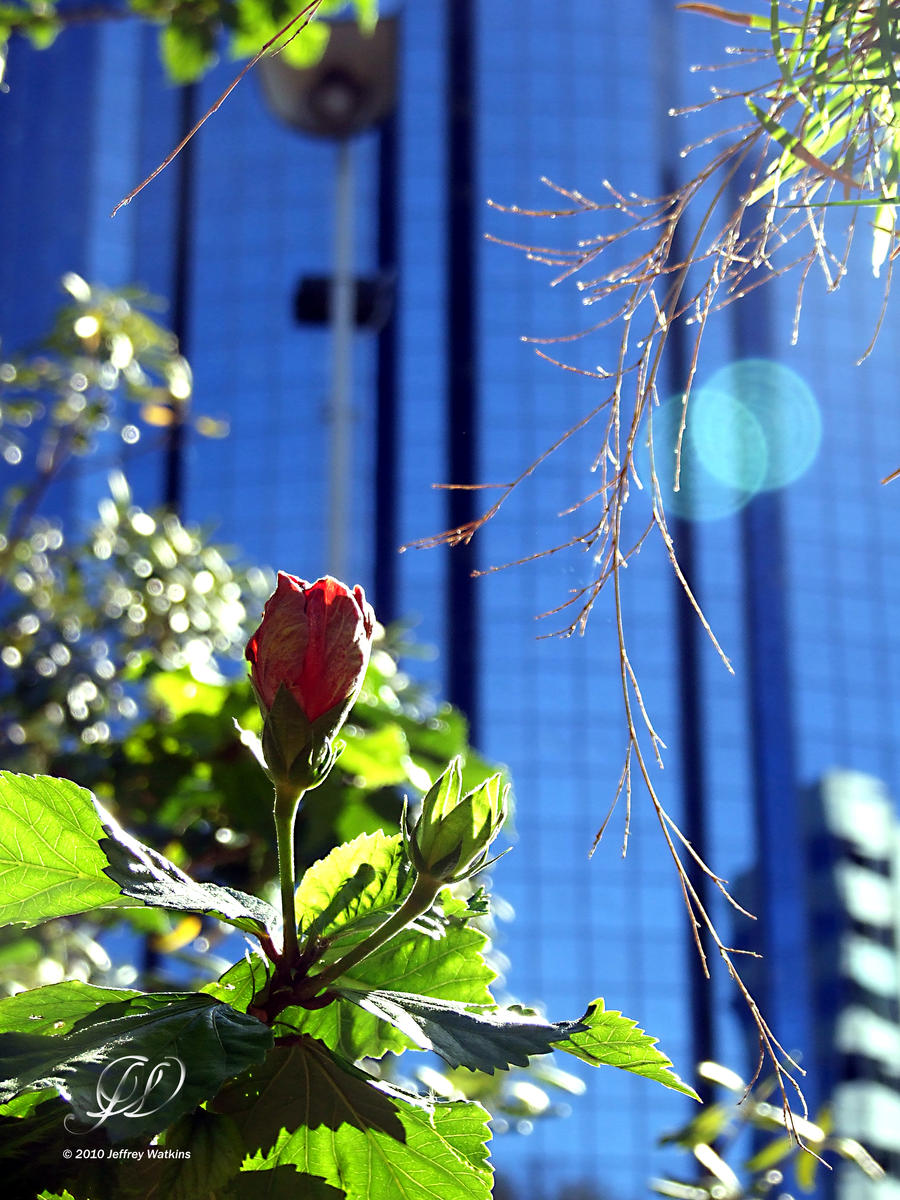 Flower in the City