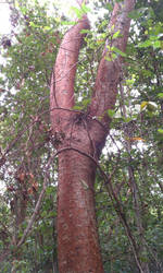 Gumbo Limbo Tree