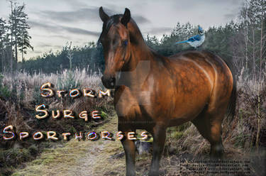 Storm Surge Sporthorses Custom version 1