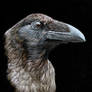 Brown-necked Raven