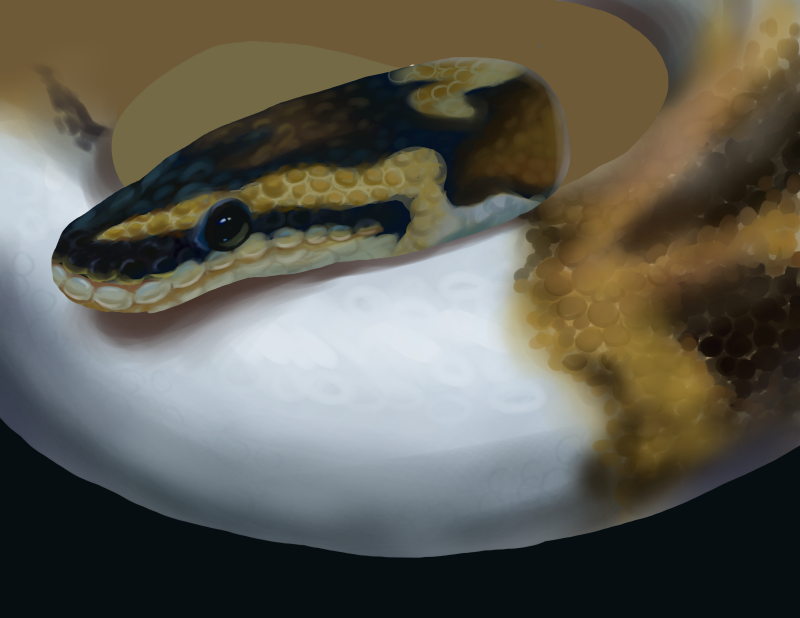 Pied Ball Python WIP by QuackMaster451 on DeviantArt