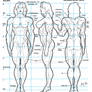 Female Muscle Ideal Proportion