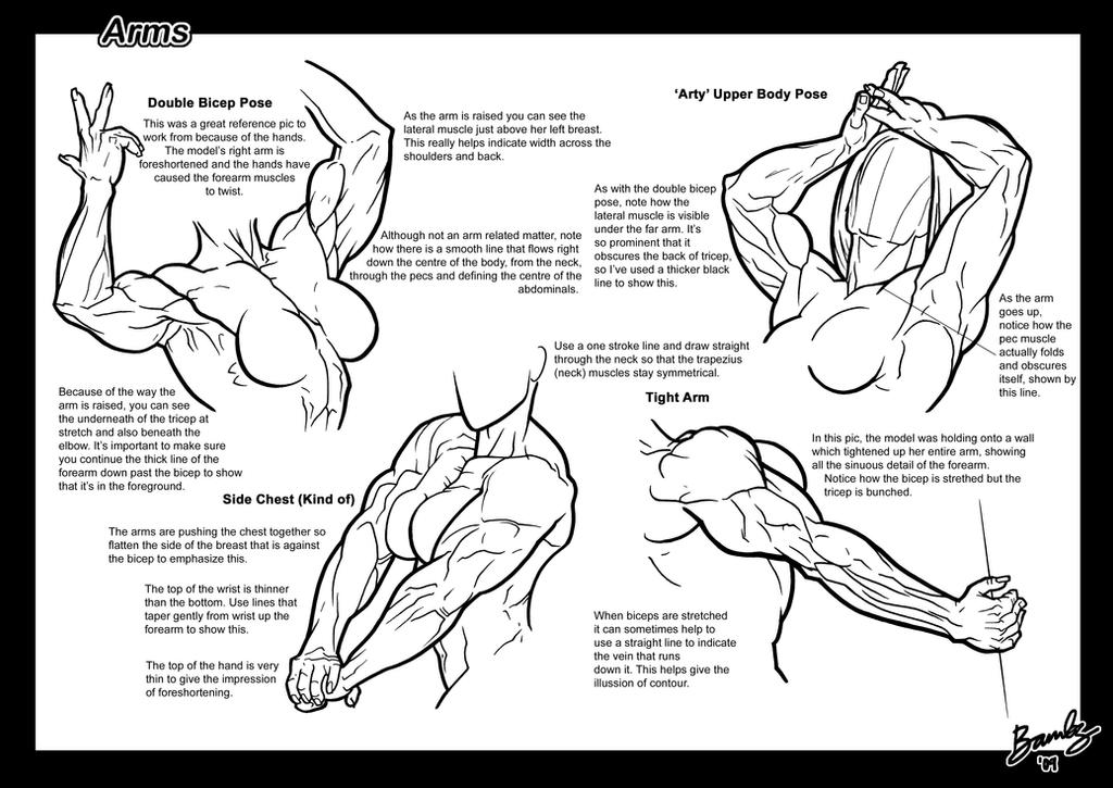Buff Arm Pdf Tutorial: Arms 2 by Bambs79 on DeviantArt