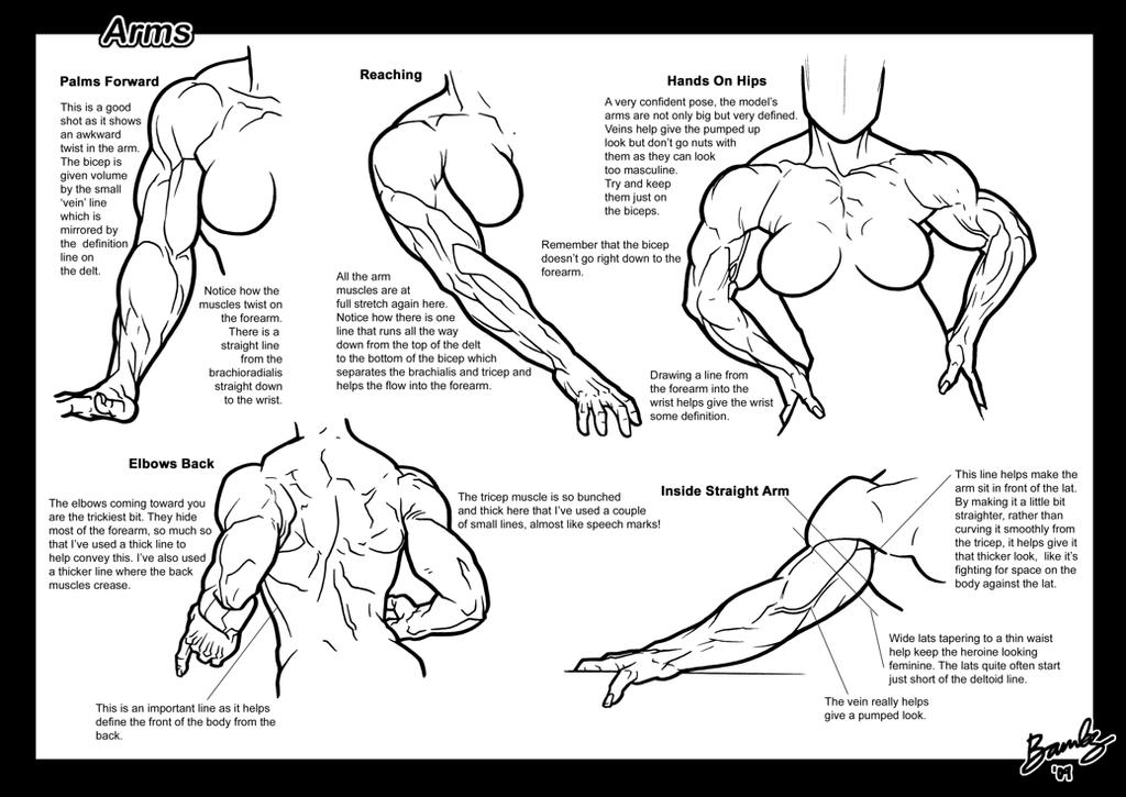 Tutorial: Arms 3 by Bambs79 on DeviantArt