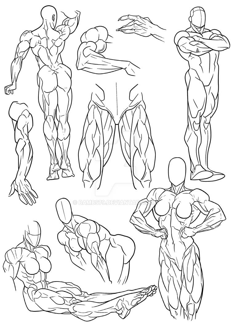 Quads Reference Drawing Anatomy Practice - Quads and Various by Bambs79 on DeviantArt