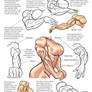 Muscular Arms - Female