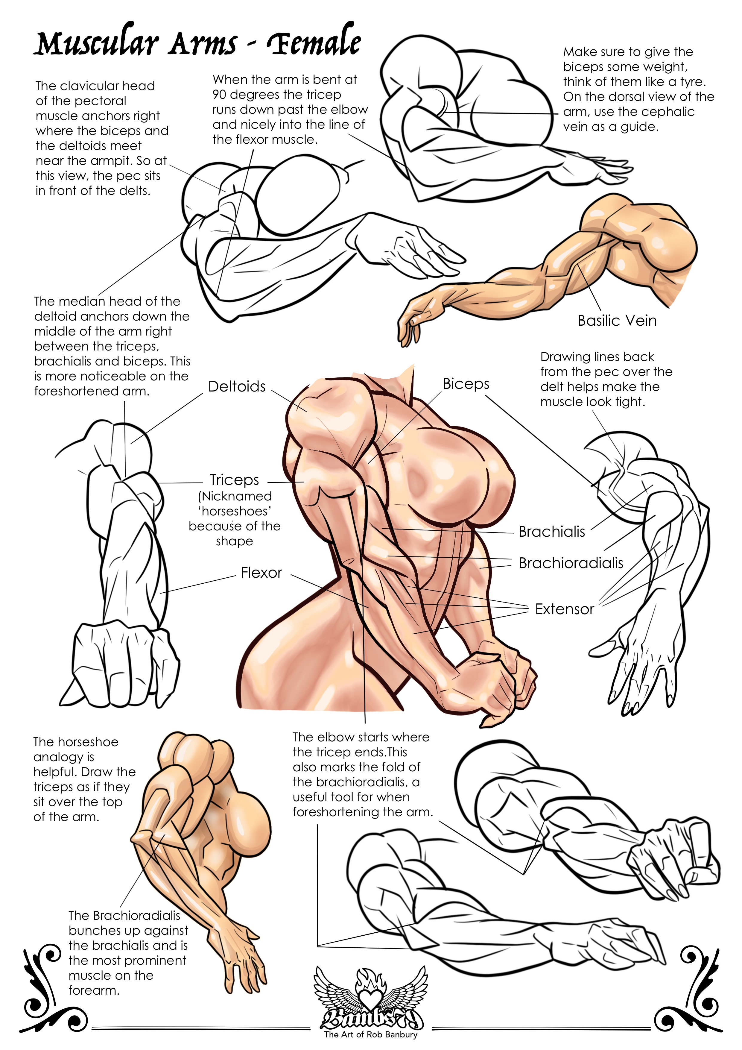 Muscular Arms - Female by Bambs79 on DeviantArt