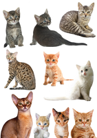 Cats and Kittens PNG