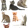 Cats and Kittens PNG
