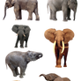 Elephants PNG 1