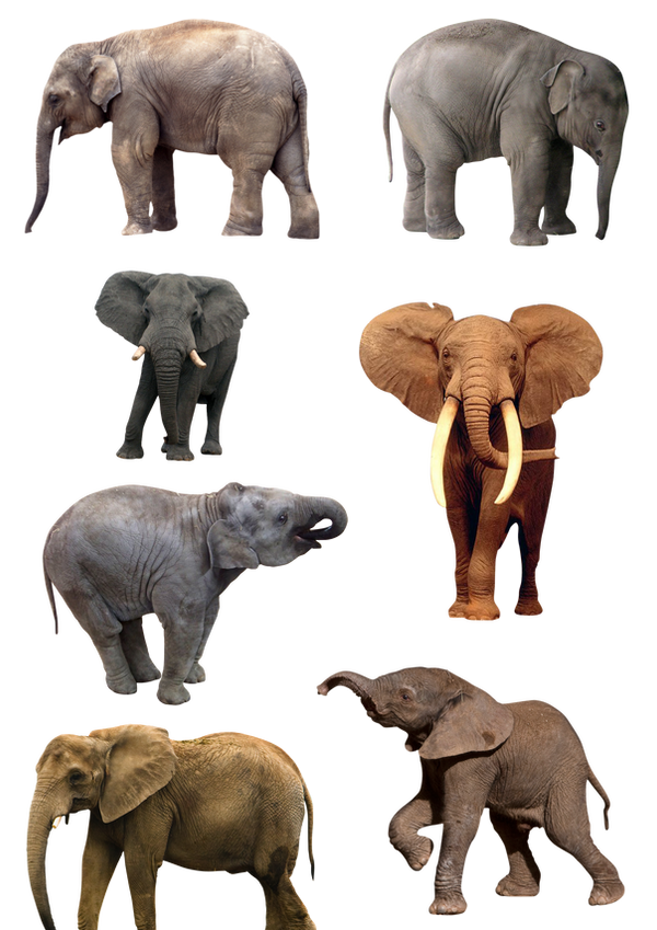Elephants PNG 1