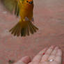 Saffron Finch Mid-Flight