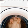 Cat laundry