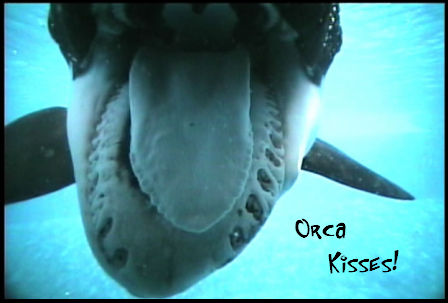 Orca Kisses by orcafan on DeviantArt