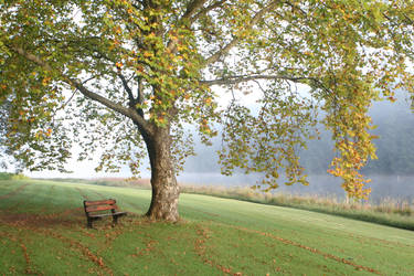 Lonely bench