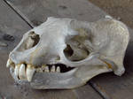 Sea Lion Skull by jet-jaguar