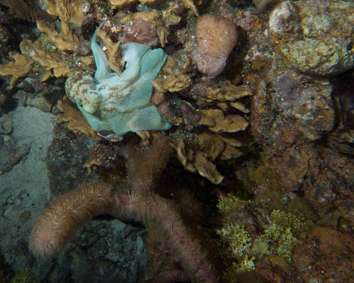 Octopus Hunting at Night