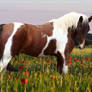 Poppy in the field