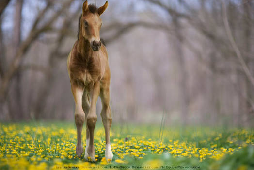 Foal in a Field